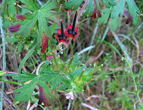 Geranium carolinianum